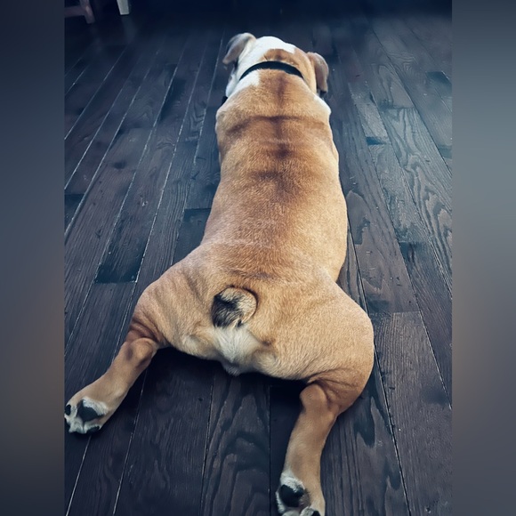 Meet your Posher, Jaja - Picture 4 of 4